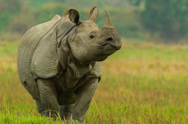 Assam
